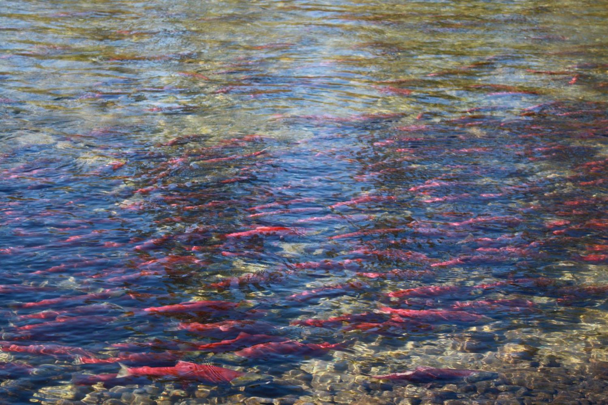 Hilltop Inn - Salmon Arm Luaran gambar